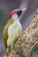 /album/galleria-fotografica/picchio-verde-124-jpg/